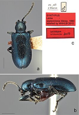 Oulema septentrionis