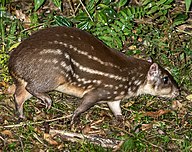 State Animal of Trinidad and Tobago