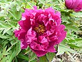 Піво́нія кущова́ (Paeonia × suffruticosa), біла