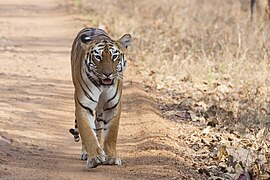 India has the majority of the world's wild tigers, approximately 3,170 in 2022.[227]