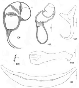 Pseudorhabdosynochus monaensis