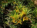 Persoonia chamaepeuce?! (IUCN)