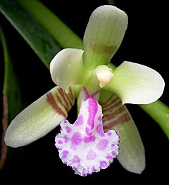 Description de l'image Phalaenopsis japonica (Rchb.f.) Kocyan & Schuit., Phytotaxa 161- 67 (2014). (34153976831) (2) - cropped.jpg.