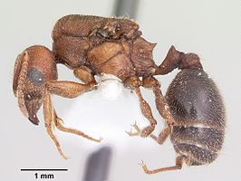 Pheidole hyatti