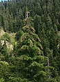 Kaukasus-Fichte (Picea orientalis)