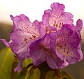 樹形杜鵑 Rhododendron arboreum