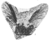 Plecia transitoria Plecia transitoria holotype Rice 1959 pl3 fig3.png