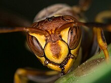 Polistes exclamans Frederick MD 05 2014.jpg