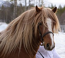 Tête d'un cheval marron fauve avec beaucoup de crinière, vue de face.