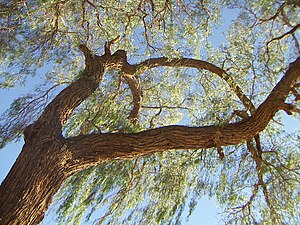 A Prosopis tamarugo tree