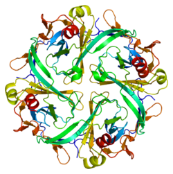 Протеин KCNJ2 PDB 1u4f.png