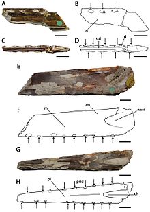 Pterodactylus compressirostris.jpg