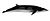 Илюстрация на кит от антарктически минки с тъмен връх, кремообразна долна страна, дълго здраво тяло и гръбна перка, където гърбът започва да се наклонява надолу
