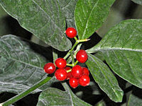 Psychotria punctata