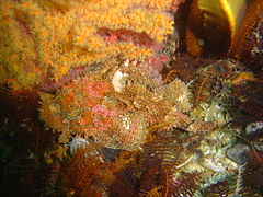 Scorpion fish