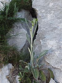 Senecio thapsoides ssp visianianus