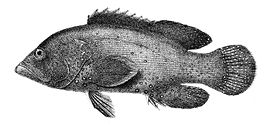 Epinephelus undulatostriatus