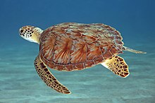 Picture of a green sea turtle