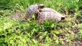 File:Small tortoises mating.webm