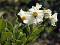 Solanum tuberosum Hela (04) .jpg