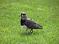 Southern lapwing with youngster under wings