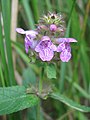 inflorescense of Stachys palustris Photo by Kristian Peters