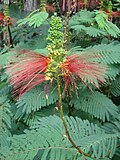 Miniatura para Calliandra houstoniana