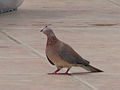 Palmtaube Laughing Dove