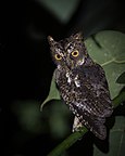 Sulawesi Scops owl.jpg