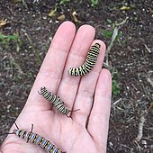 Size comparison between a black swallowtail caterpillar (top), a monarch caterpillar (middle), and a queen caterpillar (bottom) all on a human hand Swallowtail Caterpillar, Monarch Caterpillar & Queen Caterpillar in Florida (27224446333).jpg