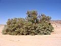 アルジェリアの乾燥地帯に見られるギョリュウ属の樹木