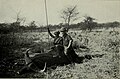 Герцог сидить на туші впольованого буйвола (1910-11).