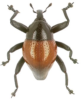 Trigonopterus ferrugineus