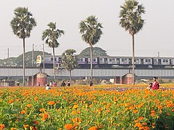 পাঁশকুড়ার নিকট ক্ষীরাইয়ের ফুল উপত্যকা