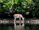 White-tailed Deer, Harriman State Park, Sebago Lake