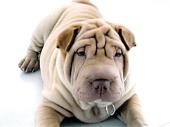 Shar Pei (peau plissée).