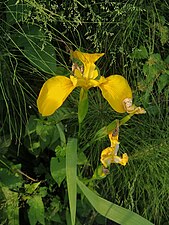 Wild Iris in Mazandaran, Iran.jpg