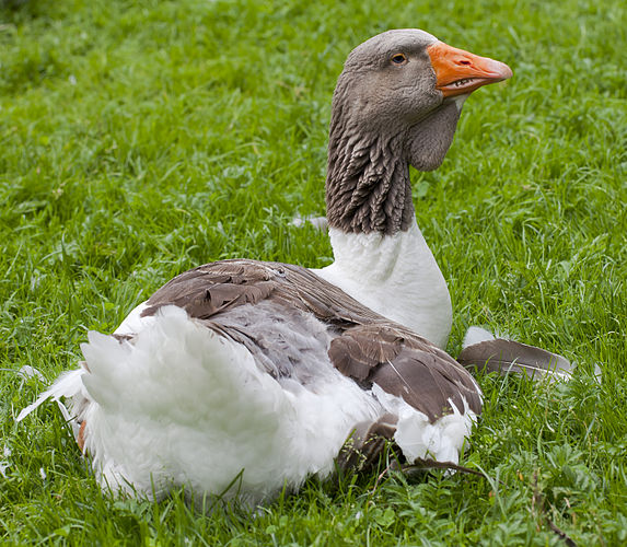 Домашний гусь (Anser anser domesticus) в зоопарке Хеллабрунн, Мюнхен