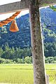 根道神社-鳥居１裏