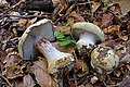 Cortinarius anserinus