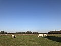 Zondagsbroek (Nationaal Landschap Drentsche Aa)