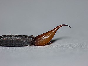 サソリの終体最後尾の節と尾節