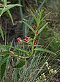 Acalypha punctata