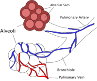 200px-Alveoli_diagram.png