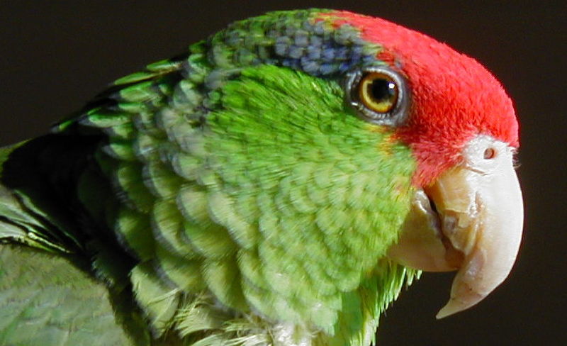 800px-Amazona_viridigenalis_-head.jpg