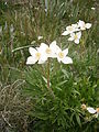 Anemone narcissifolia