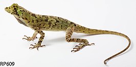 Anolis capito