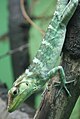 Anolis ricordi