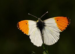 Aušrelė (Anthocharis cardamines)