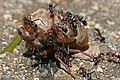 Meat-eater ants (Iridomyrmex purpureus) working cooperatively to devour a cicada